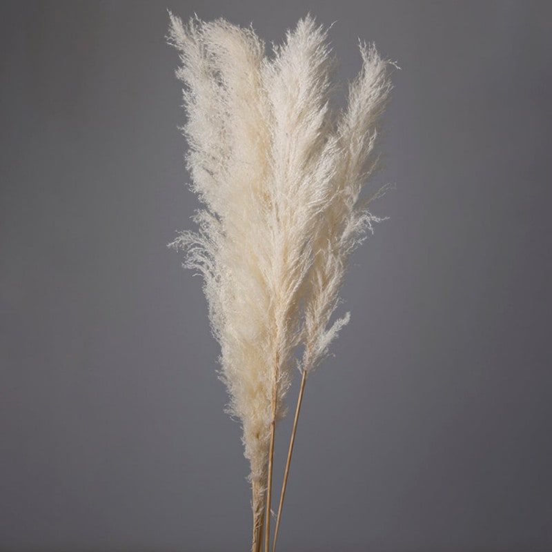 �ӥå��ơ���꡼�ɡ��ۥ磻�ȡ�DO051350-011�ڥɥ饤�ե���