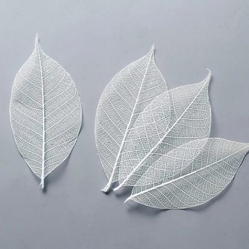 �ߥ˥�����ȥ�꡼�աʾ��ˡ��ۥ磻�ȡ�DO051493-011�ڥɥ饤�ե���