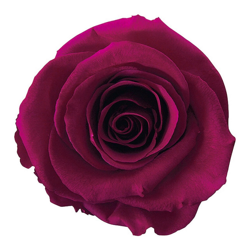 �ƥ�����ȥ쥹����å��ץ�ࡡ3�ء������������DD001102-052�ڥץꥶ���֥ɥե���