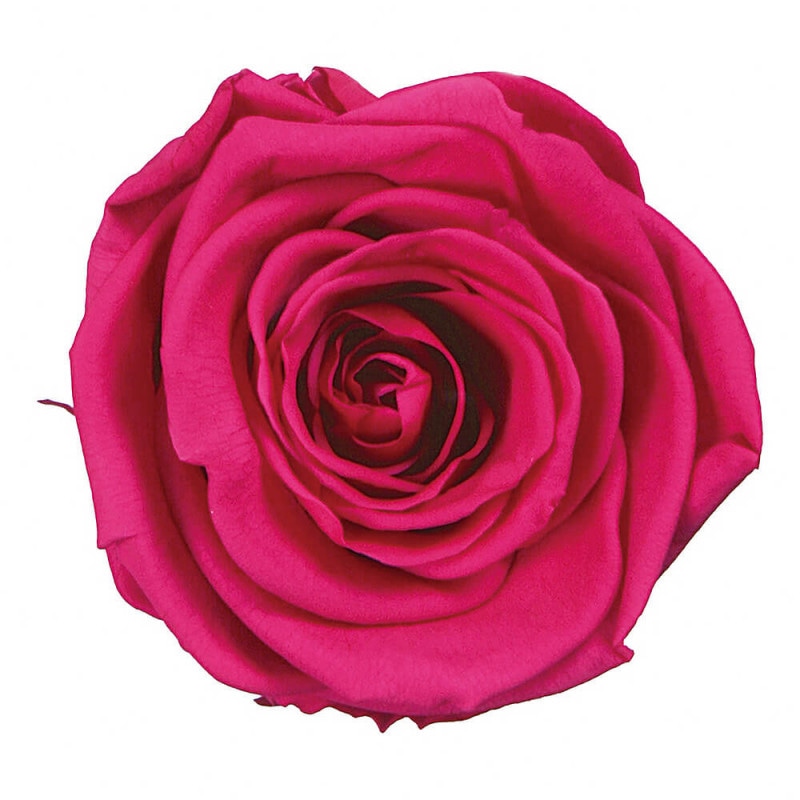 �ƥ�����ȥ쥹���ۥåȥԥ󥯡�3�ء������������DD001102-012�ڥץꥶ���֥ɥե���