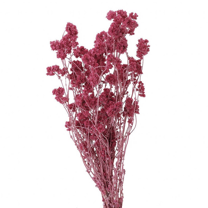 ���ꥹ�ѥࡡ�ե��ܥ����DO030140-211�ڥɥ饤�ե���