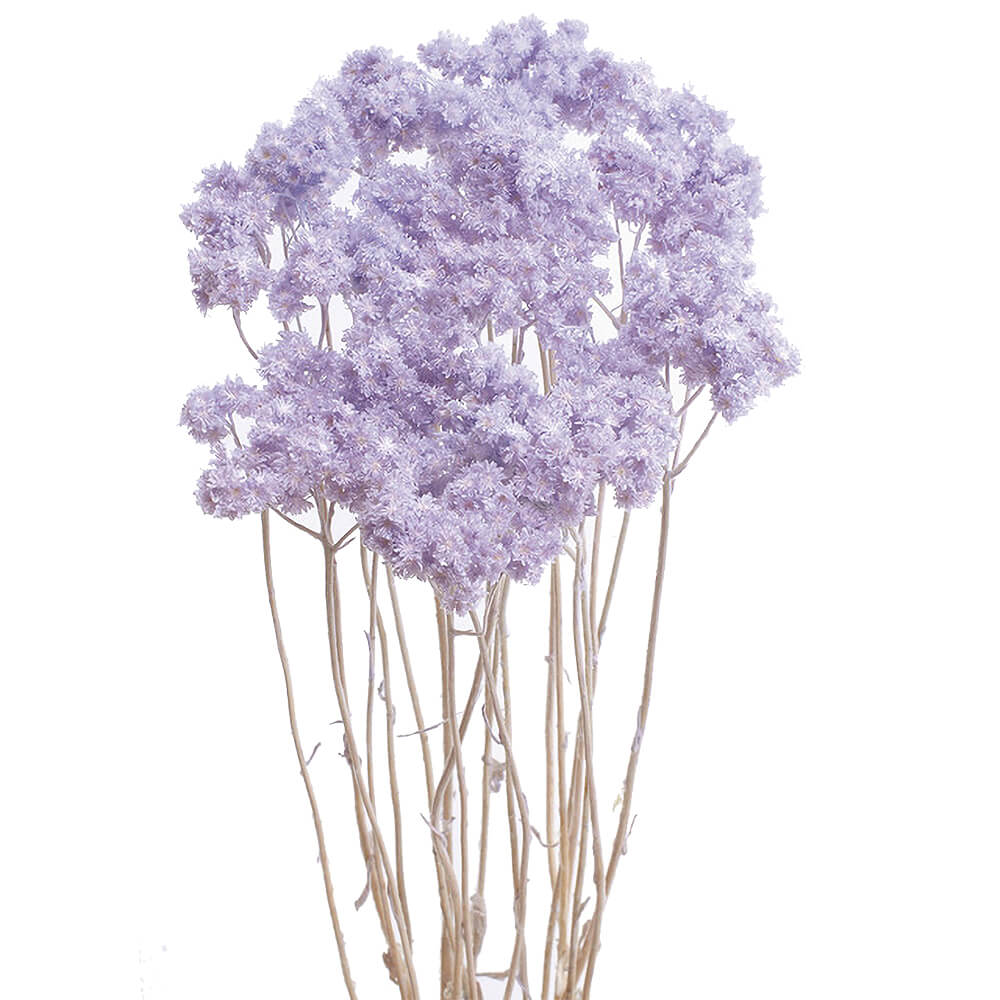 絞り染め、秘めたる花 絞り染め、秘めたる花 新版 絞り染め、秘めたる花 アート