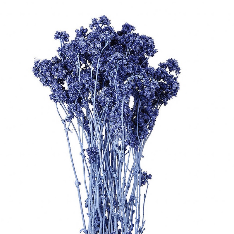 ���ꥹ�ѥࡡ���Х�ȥ֥롼��DO030140-681�ڥɥ饤�ե���