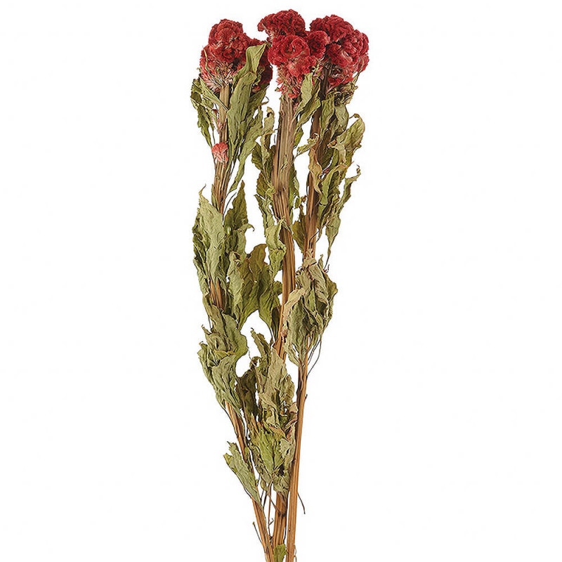 �����ȥ����С�����ǥ���DO010410-860�ڥɥ饤�ե���