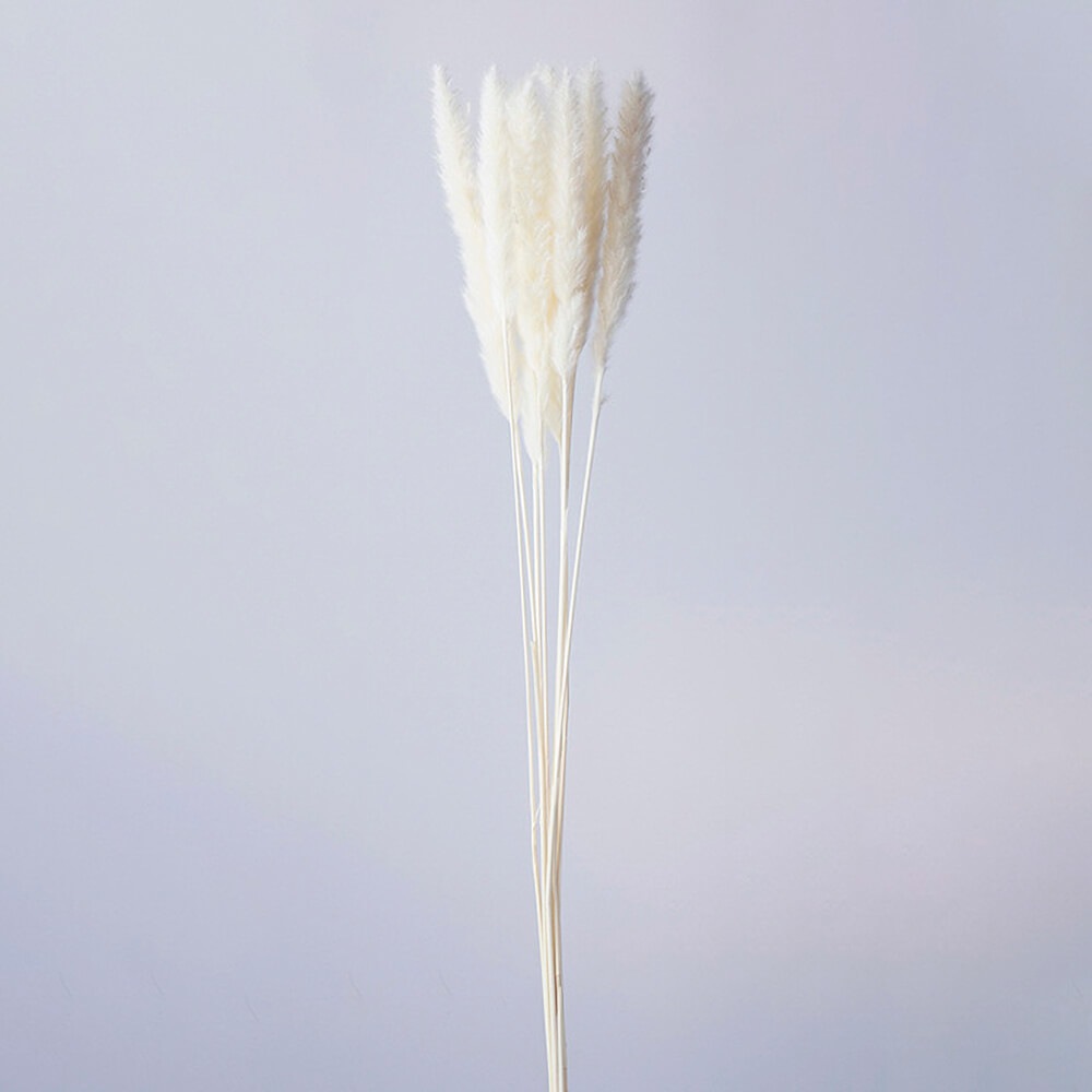 テールリード ホワイト DO051340-011【ドライフラワー】通販｜GREEN PIECE