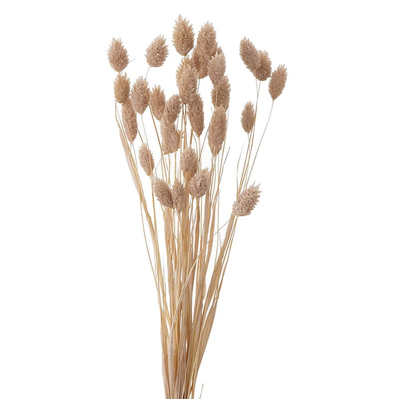 �ݥ��ץ��ġ��ԥ󥯥١����塡DO042020-081�ڥɥ饤�ե���