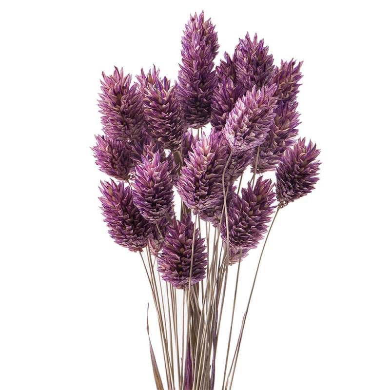 �ݥ��ץ��ġ����饷�å��ѡ��ץ롡DO042020-430�ڥɥ饤�ե���