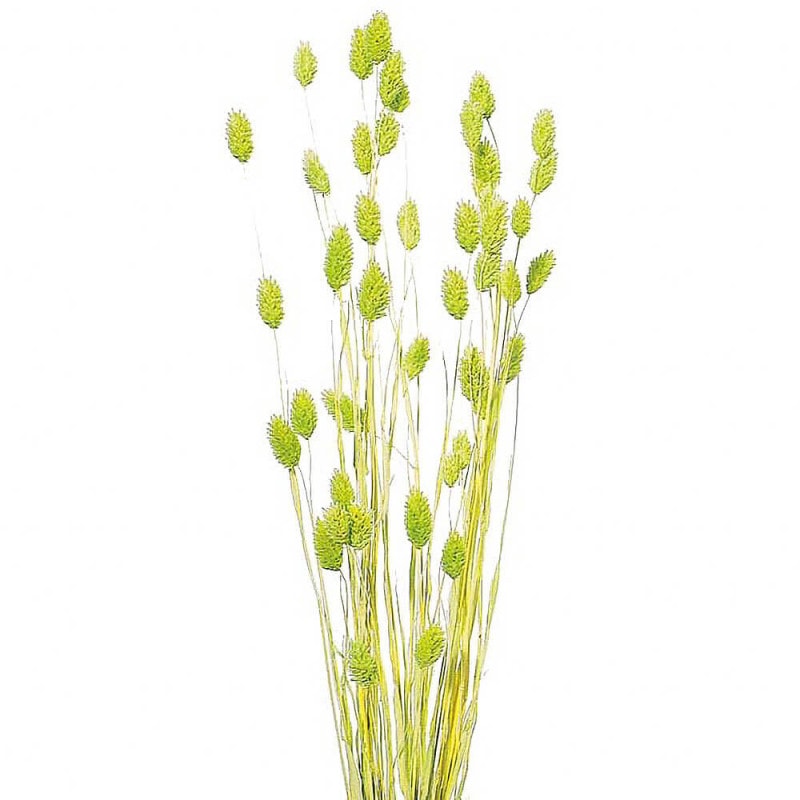 �ݥ��ץ��ġ��ޥ����åȥ��꡼��DO042020-741�ڥɥ饤�ե���