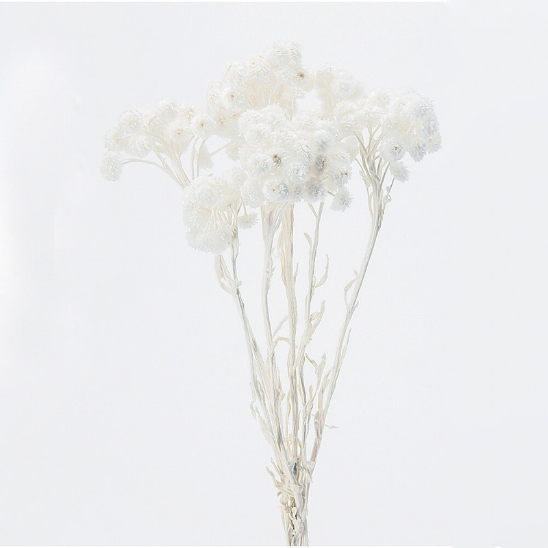 ���⡼�ƥ롡�ۥ磻�ȡ�DO032052-010�ڥɥ饤�ե���