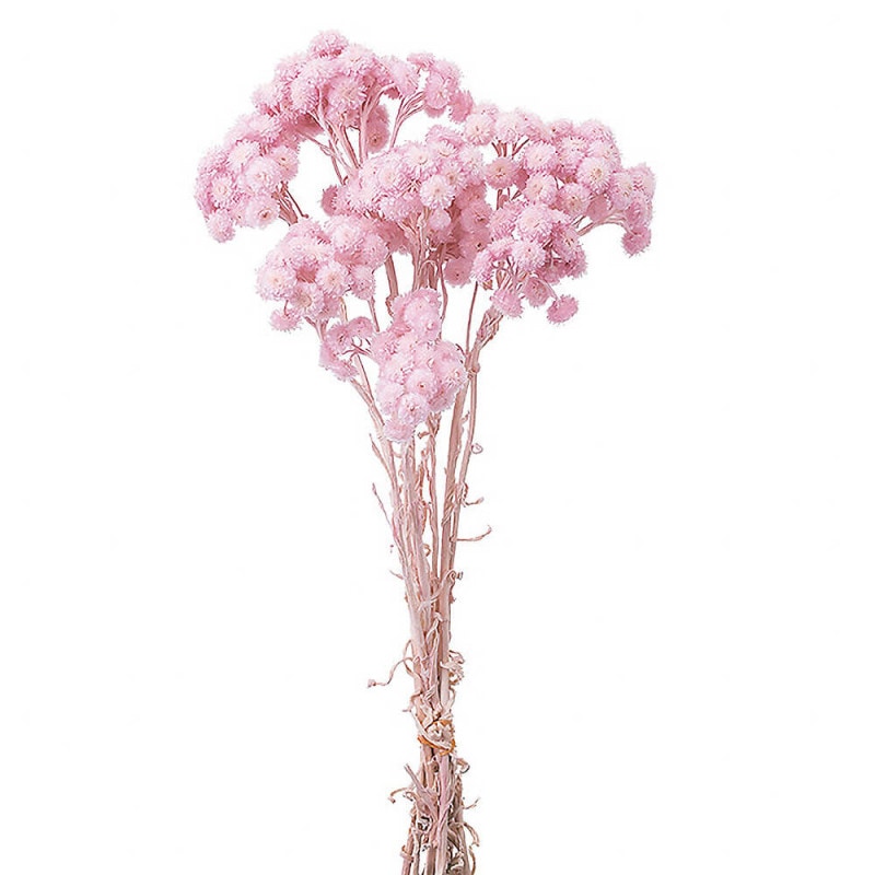 ���⡼�ƥ롡���㡼�٥åȥԥ󥯡�DO032052-102�ڥɥ饤�ե���