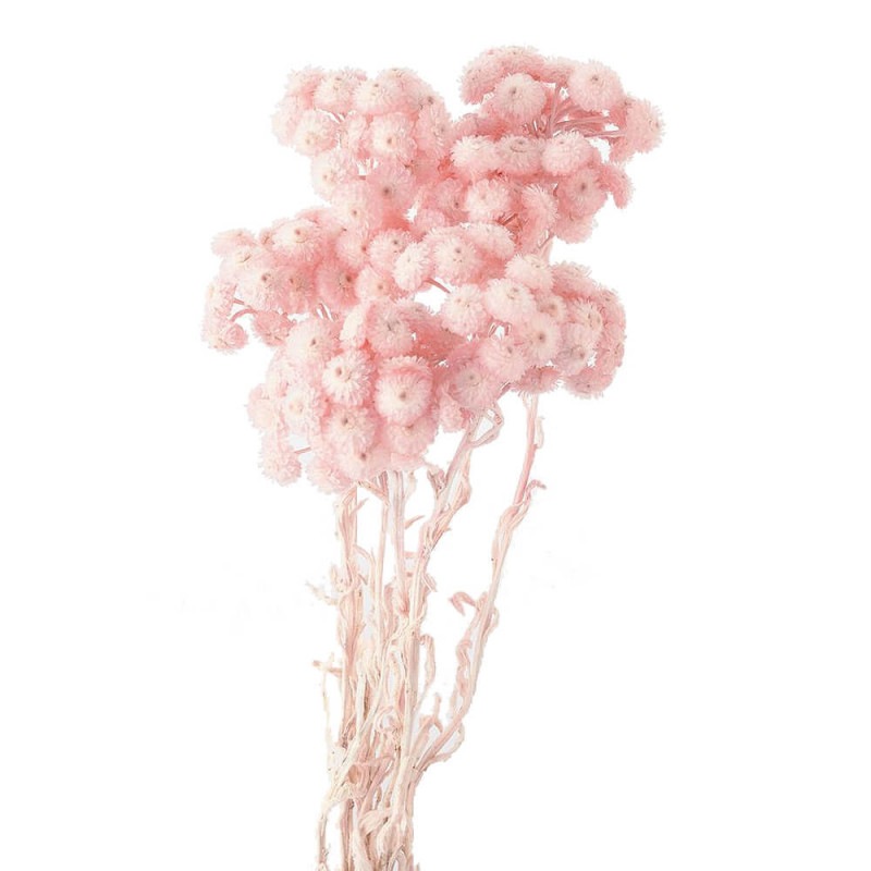 ���⡼�ƥ롡���륭���ԥ󥯡�DO032052-161�ڥɥ饤�ե���