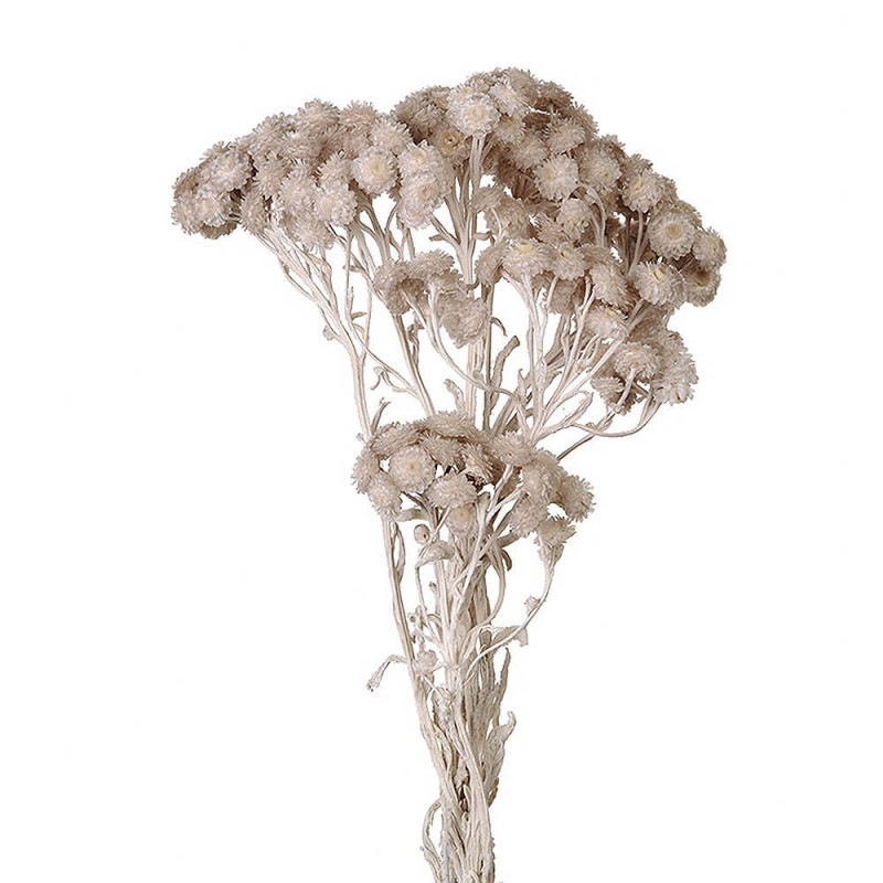 ���⡼�ƥ롡�ѡ��륰�졼��DO032052-871�ڥɥ饤�ե���