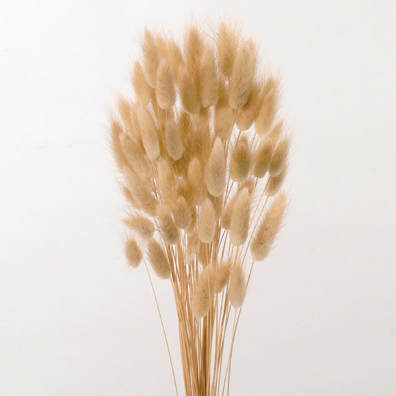 �饰�饹���ʥ����롡DO042050-000�ڥɥ饤�ե���