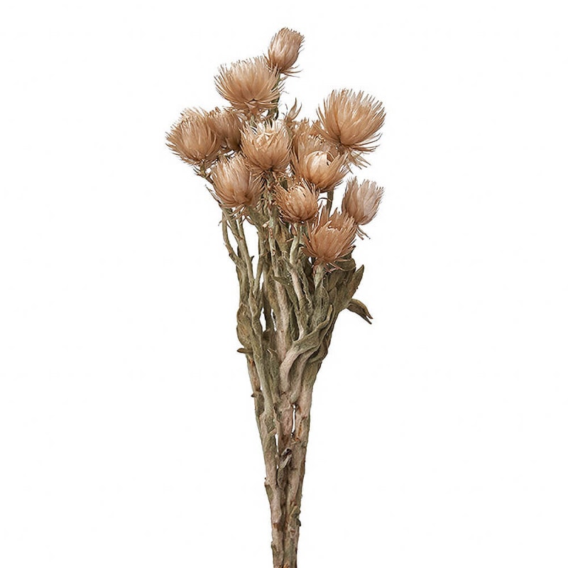 ����С��ǡ������ߥˡ��ԥ󥯥١����塡DT073070�ڥɥ饤�ե���