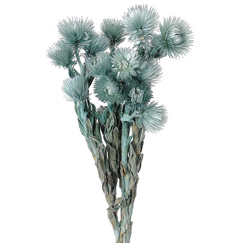 ����С��ǡ������ߥˡ����쥤�å���֥롼��DT076122�ڥɥ饤�ե���