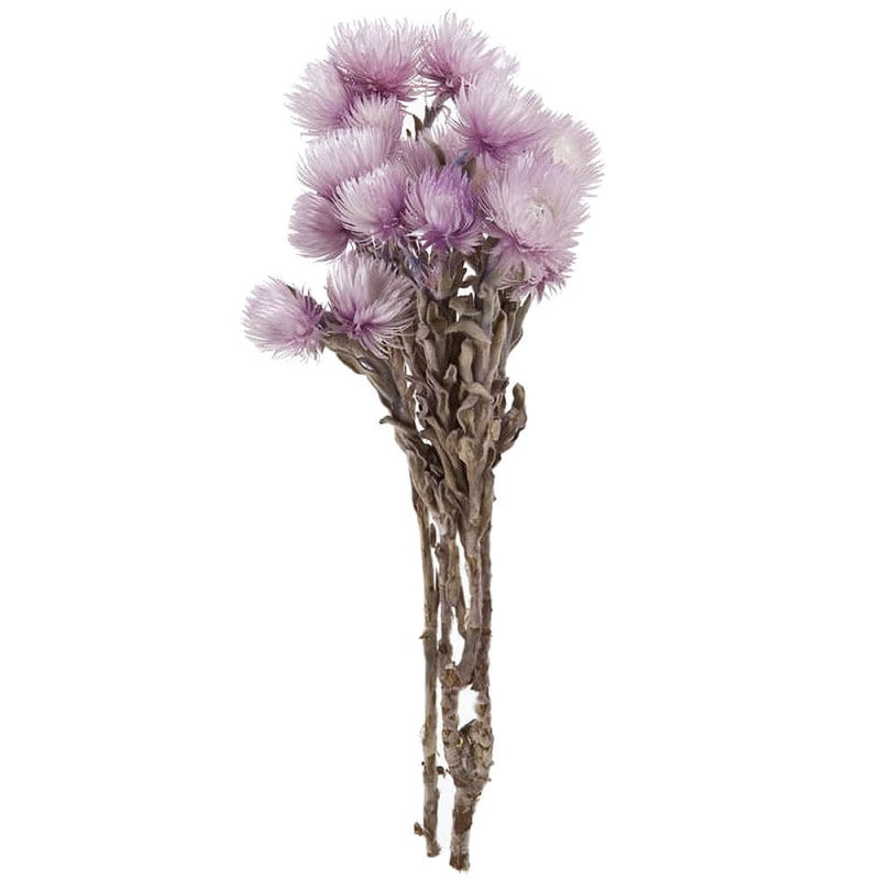 ����С��ǡ��������ġ��ȥ�ѡ��ץ롡DO032000-440�ڥɥ饤�ե���