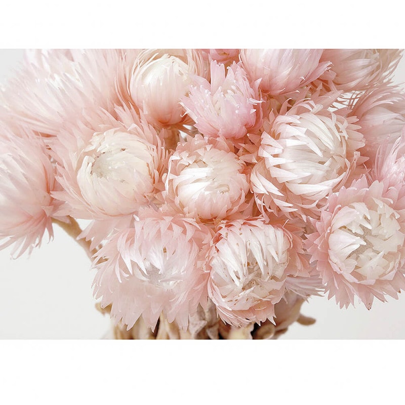 ����С��ǡ��������ġ��ȥ�ԥ󥯡�DO032000-110�ڥɥ饤�ե���