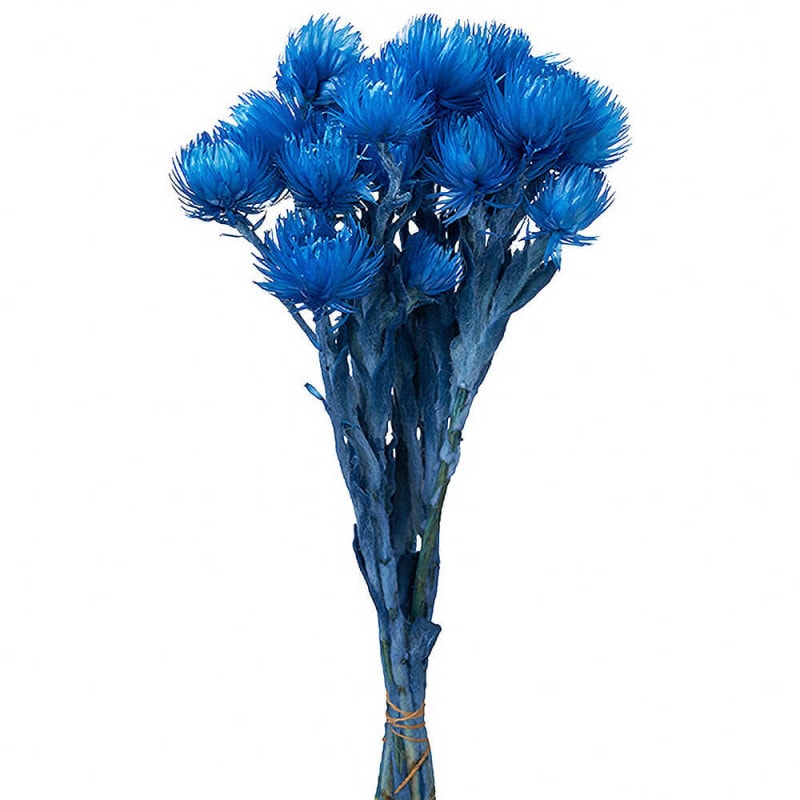 シルバーデージーミニ ピンクベージュ DT073070【ドライフラワー】通販