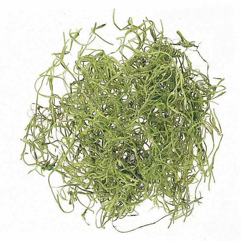 ���ѥ˥å���⥹���ץ����͡����꡼��DO061067-700�ڥɥ饤�ե���