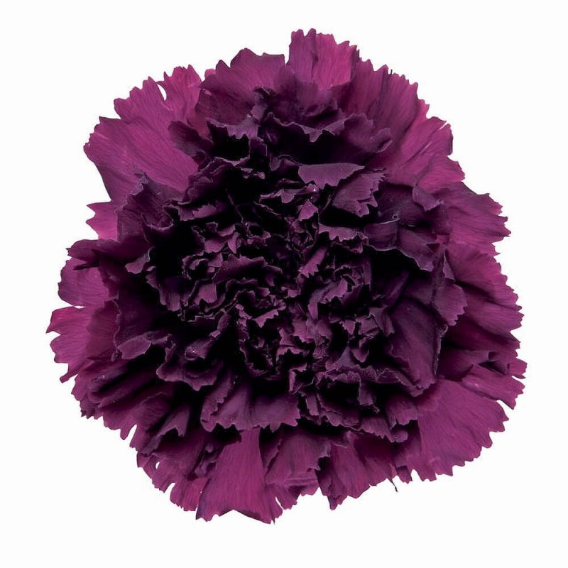 ビビアン ワインレッド 24輪 大地農園 DO002370-471【プリザーブド ビビアン ワインレッド 24輪 大地農園 DO002370-471【プリザーブド