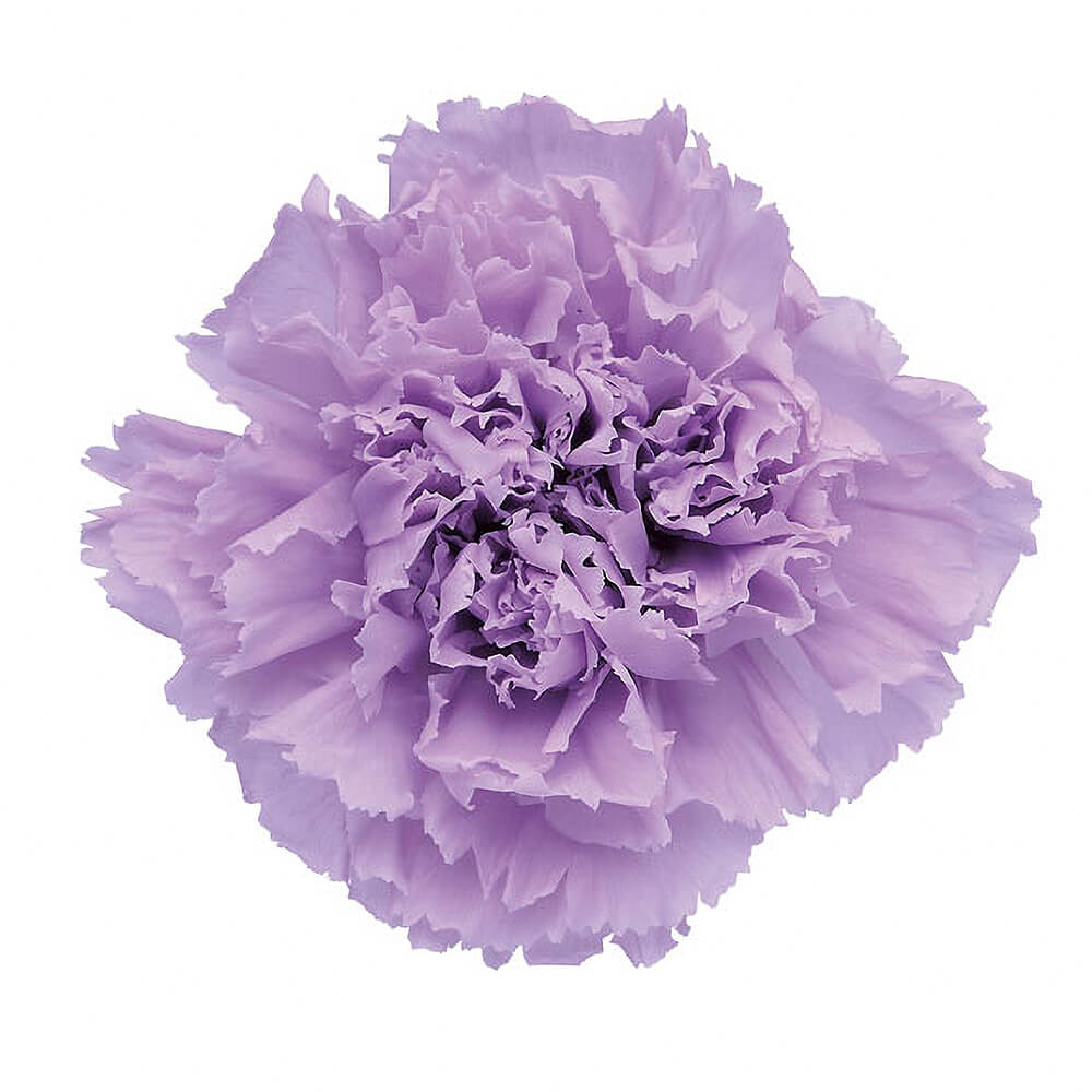 スタンダードカーネーション ソフトライラック 6輪 フロールエバー