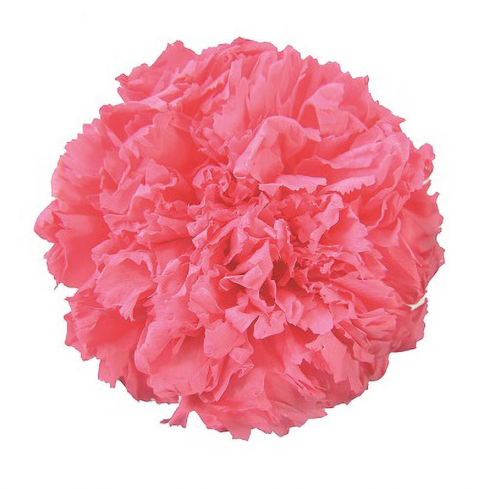 新品未使用 ファッショナブル ドーナツ オーナメント サーモンピンク スタンダードカーネーション ドルチェピンク 6輪 フロールエバー