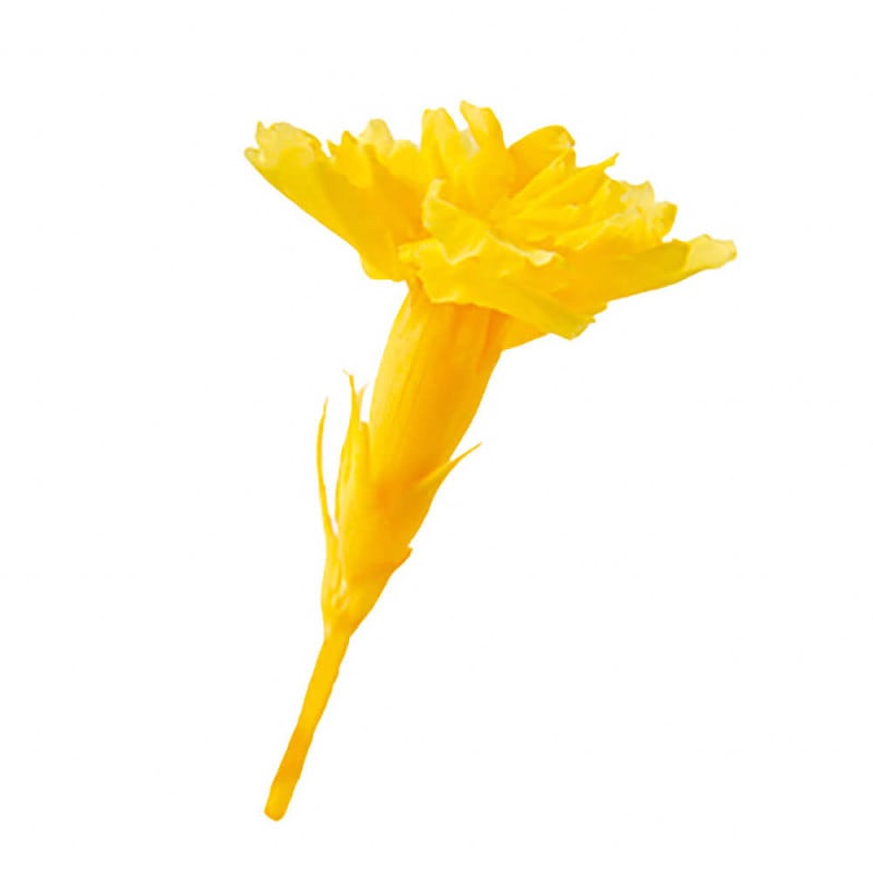 �ޥ����������͡�����󡡥���������20�ء��ե����륨�С���FL001400-002�ڥץꥶ���֥ɥե���