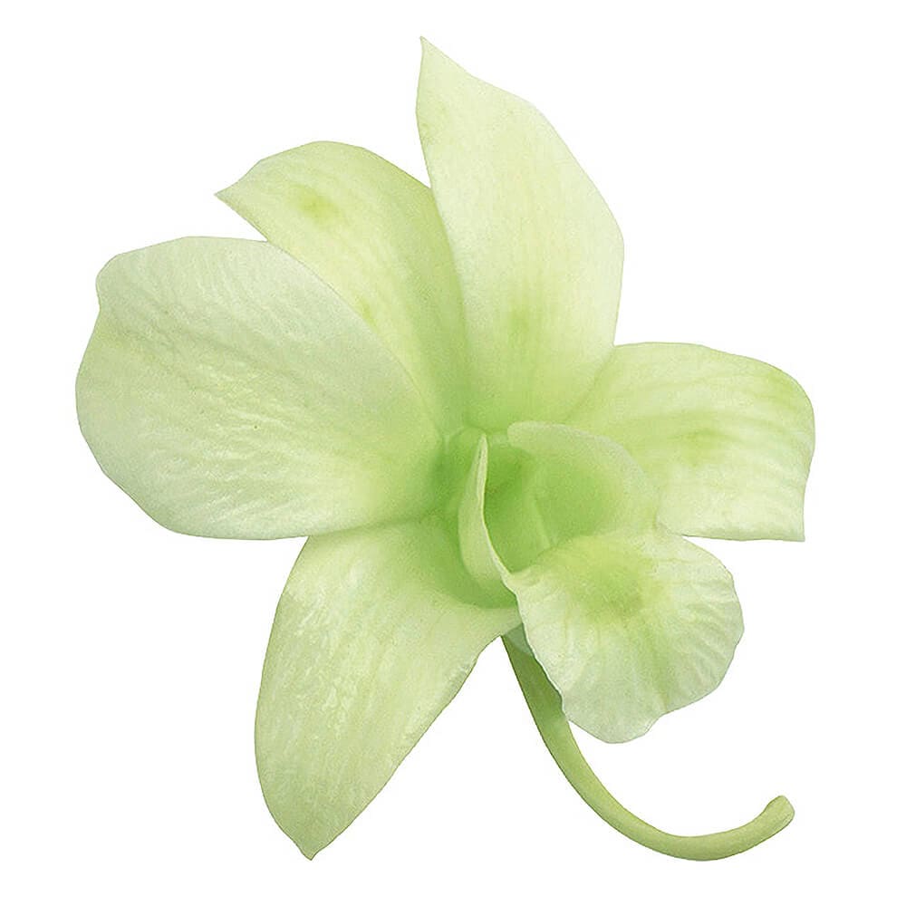 2000円 グリーン バレッタ 本物花 プリザーブド 金具6cm カントリー