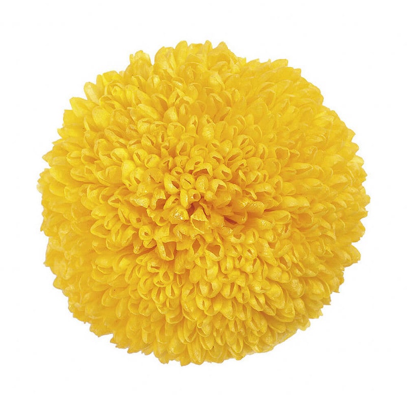 �ݥ�ݥ�ơ�����������6�ء��������ࡡDO002640-500�ڥץꥶ���֥ɥե���