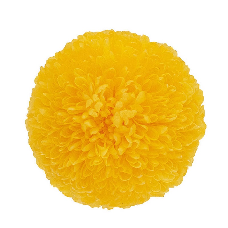 �ݥ�ݥ�ơ��ߥǥ���������������9�ء��������ࡡDO002646-500�ڥץꥶ���֥ɥե���