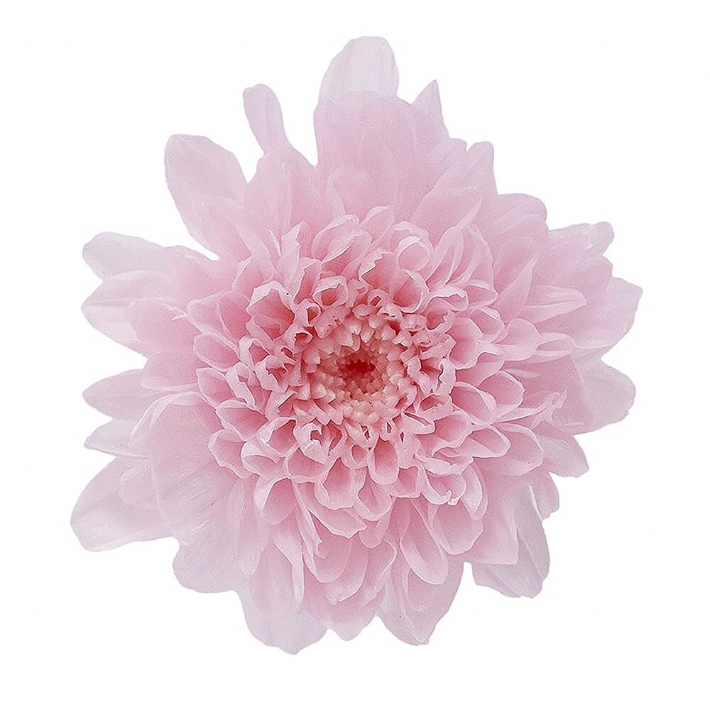 小菊シャーベットピンク1箱12輪入り大地農園 小菊シャーベットピンク1箱12輪入り大地農園