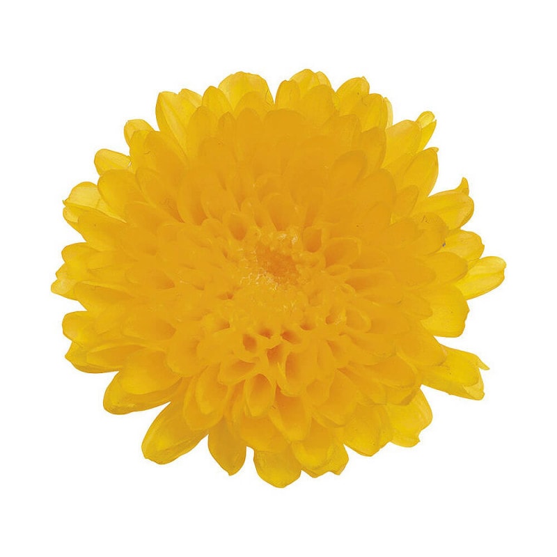 ���ơ�����������12�ء��������ࡡDO003680-500�ڥץꥶ���֥ɥե���