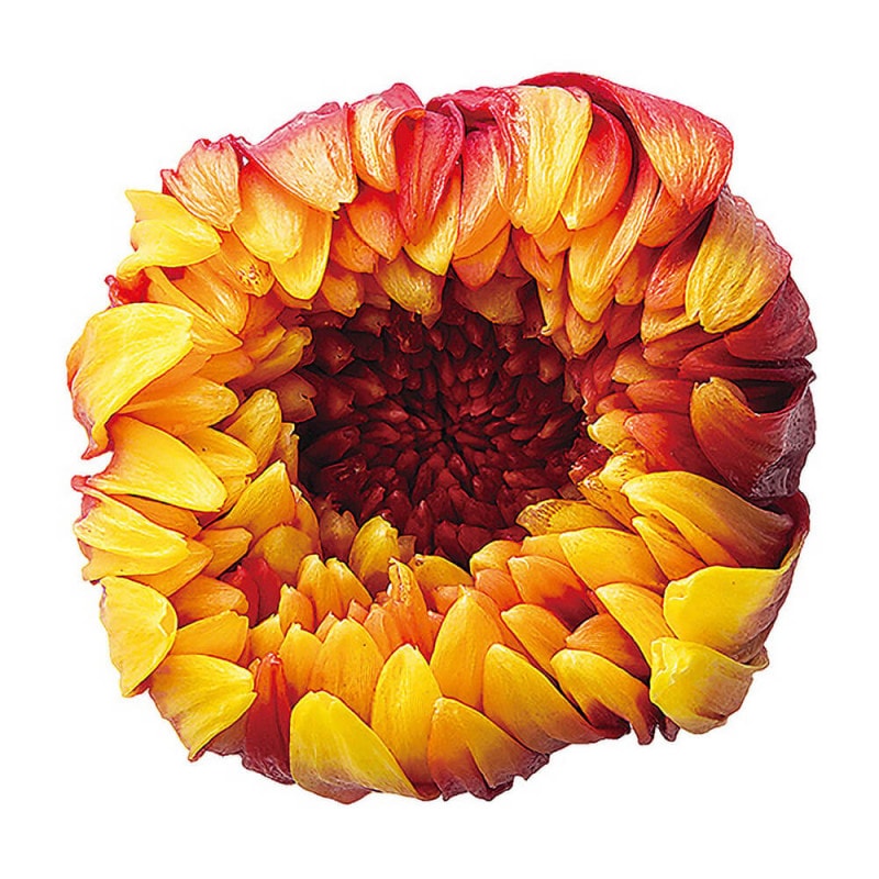 �صơ��ѥ�ե������������磻��6�ء��������ࡡDO004170-312�ڥץꥶ���֥ɥե���