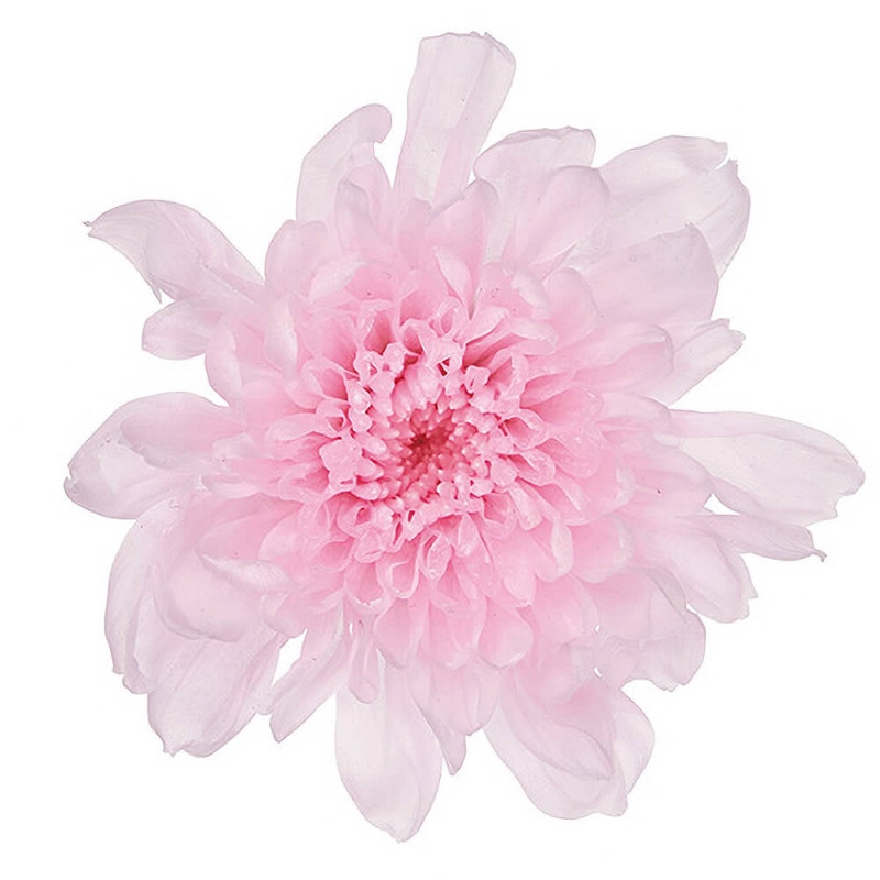 ローズ・てまり プリンセスピンク 8輪 大地農園 DO002460-181