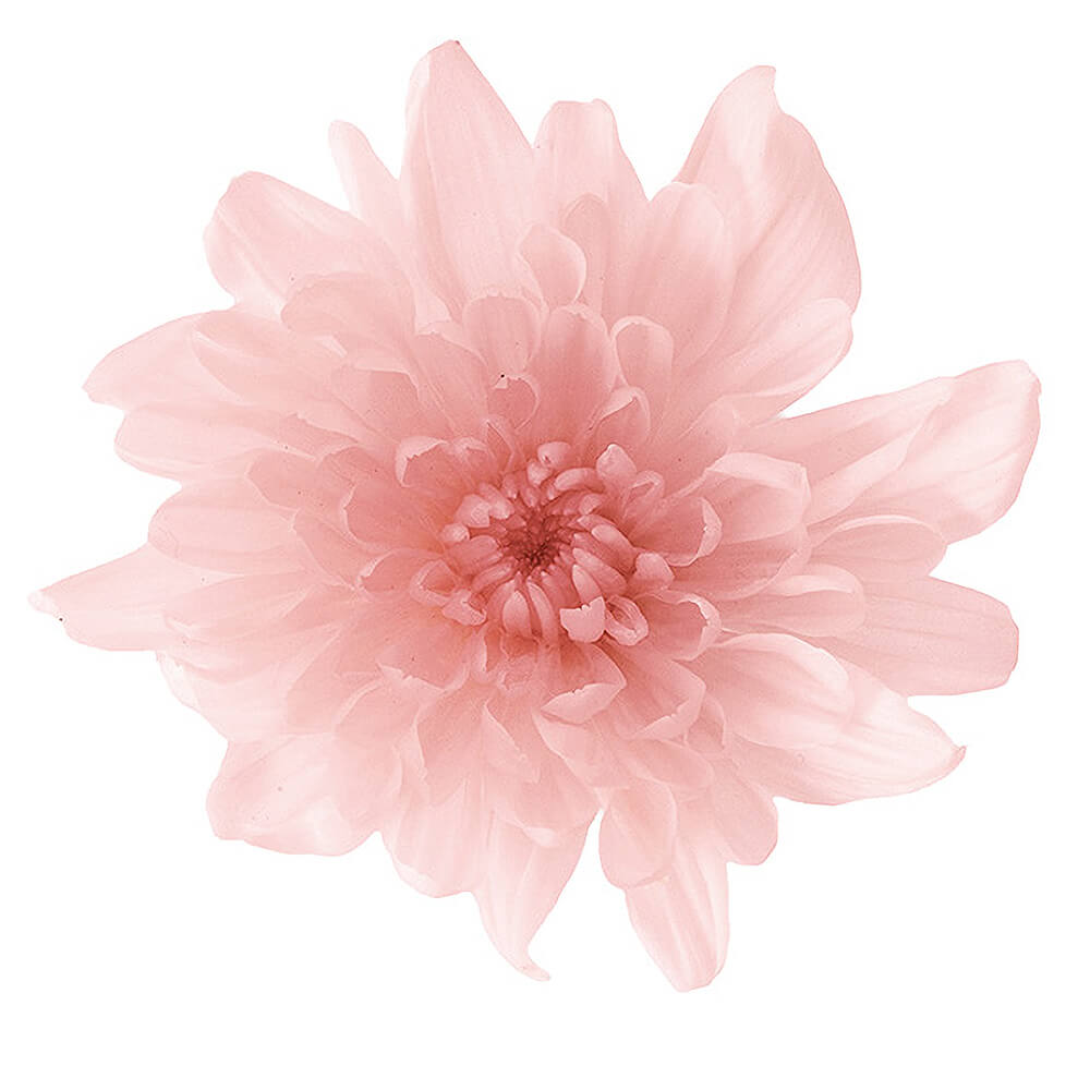 【kiki さま】* vintage flower ❀ * 淡いピンクの お花 kiki さま】* vintage flower ❀ * 淡いピンクの お花 kiki さま