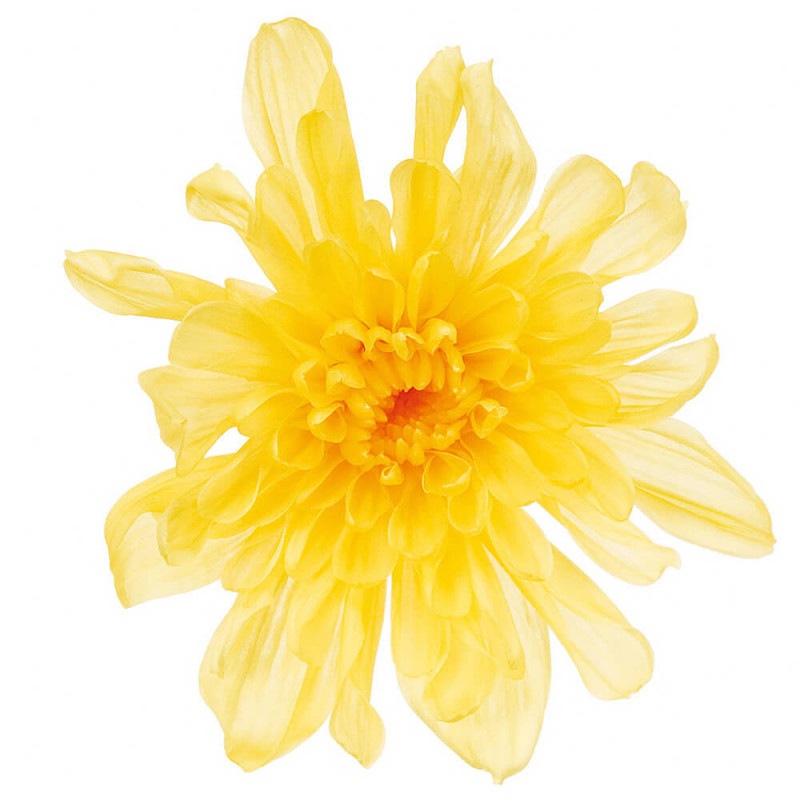 ���Ȥ͵ơ�����������6�ء��������ࡡDO004790-500�ڥץꥶ���֥ɥե���