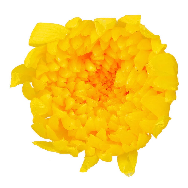 �صơ���������������9�ء��������ࡡDO004803-500�ڥץꥶ���֥ɥե���