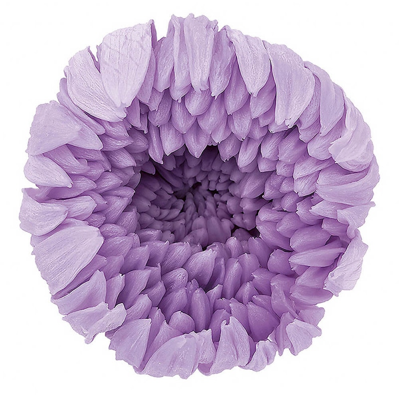 �صơ��桡���������ȥ饤��å���6�ء��������ࡡDO004806-451�ڥץꥶ���֥ɥե���