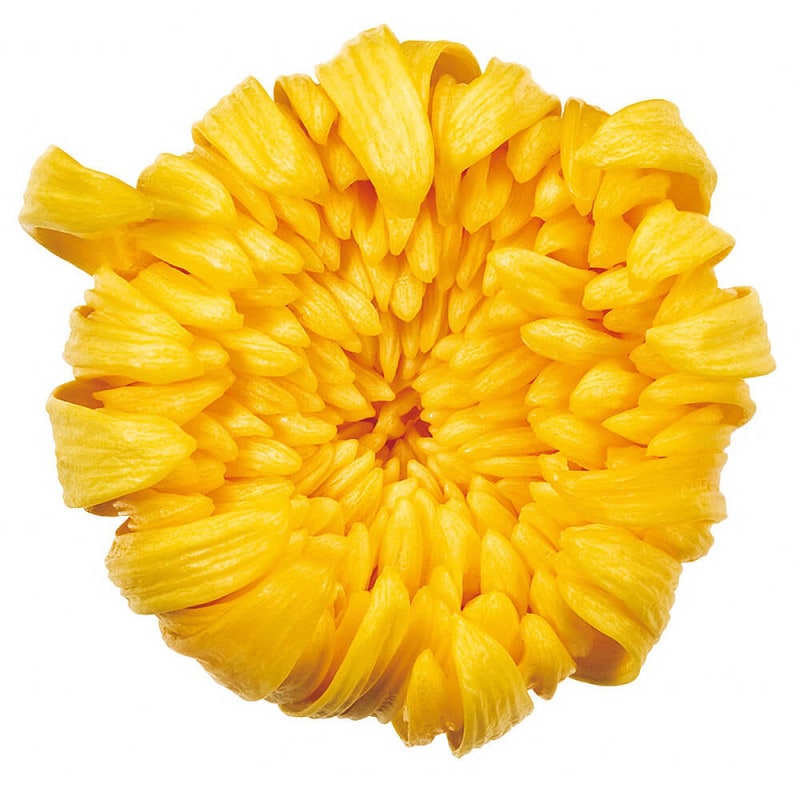 �صơ��桡����������6�ء��������ࡡDO004806-500�ڥץꥶ���֥ɥե���