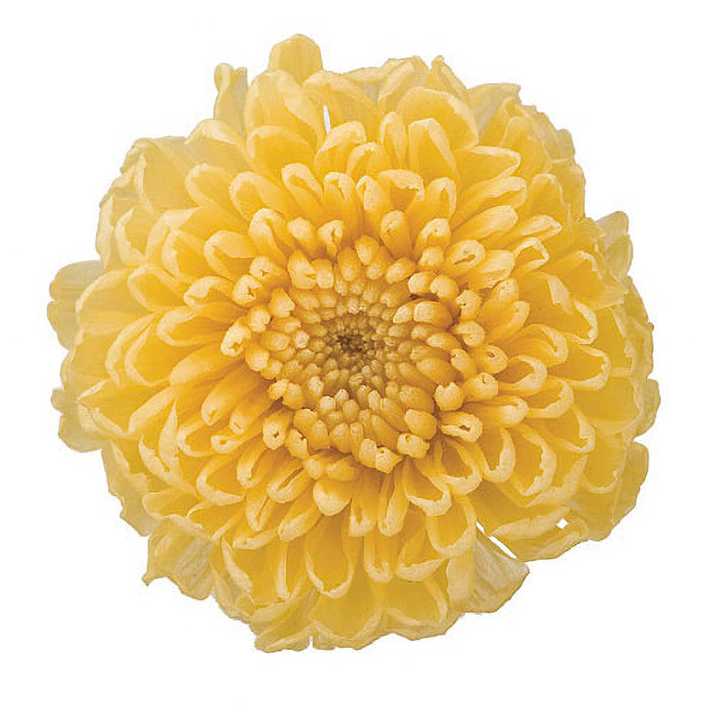 ポンポンマム イエロー 8輪 フロールエバー FL000410-002