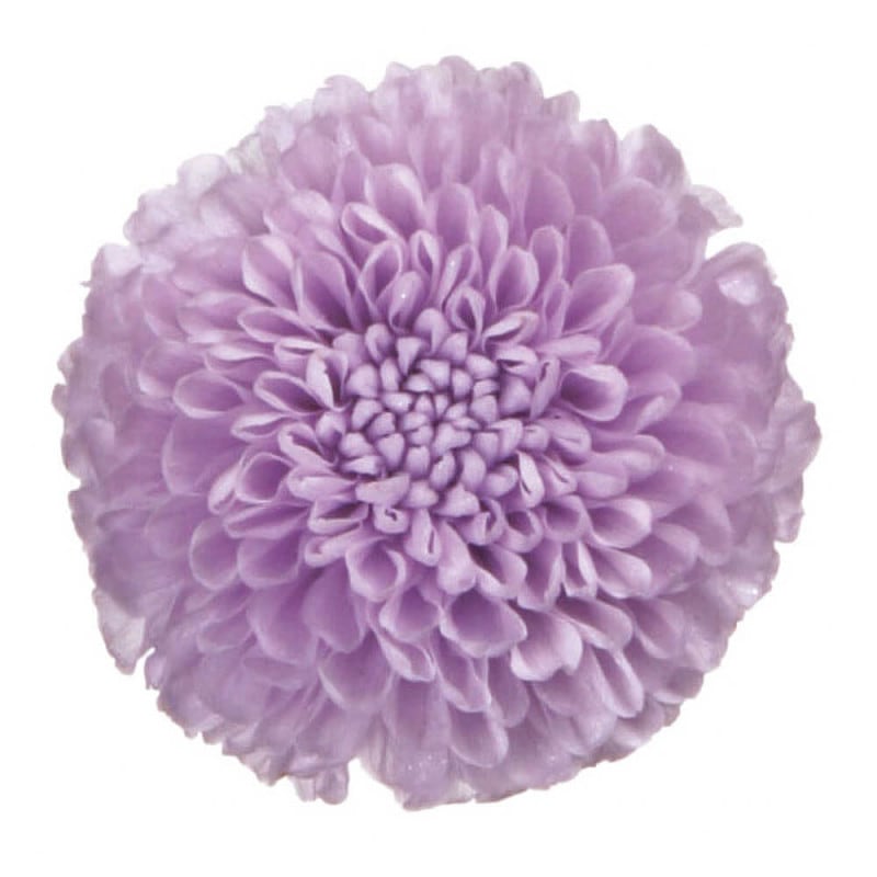 �ݥ�ݥ�ޥࡡ���եȥ饤��å���8�ء��ե����륨�С���FL000410-043�ڥץꥶ���֥ɥե���