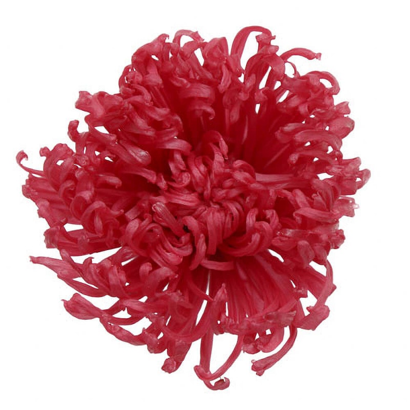 ���ʥ�����������ӡ���6�ء��ե����륨�С���FL000430-035�ڥץꥶ���֥ɥե���