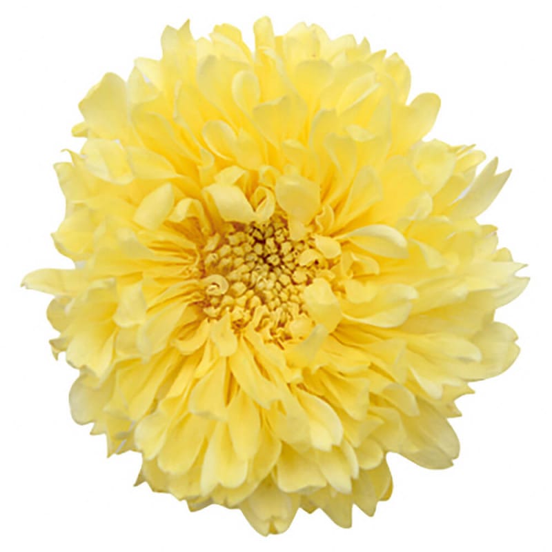 ��������������������6�ء��ե����륨�С���FL000440-002�ڥץꥶ���֥ɥե���