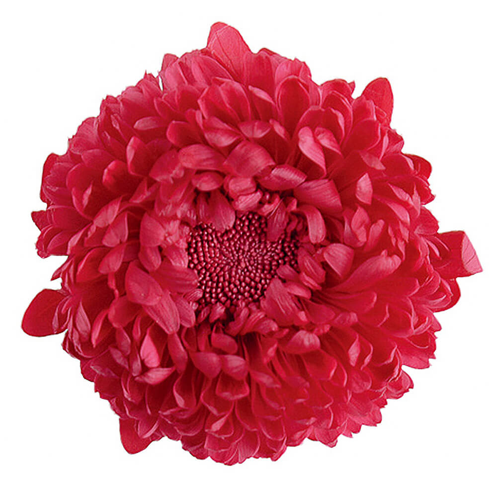 アスター ルビー 6輪 フロールエバー Fl 035 プリザーブドフラワー 通販 Green Piece