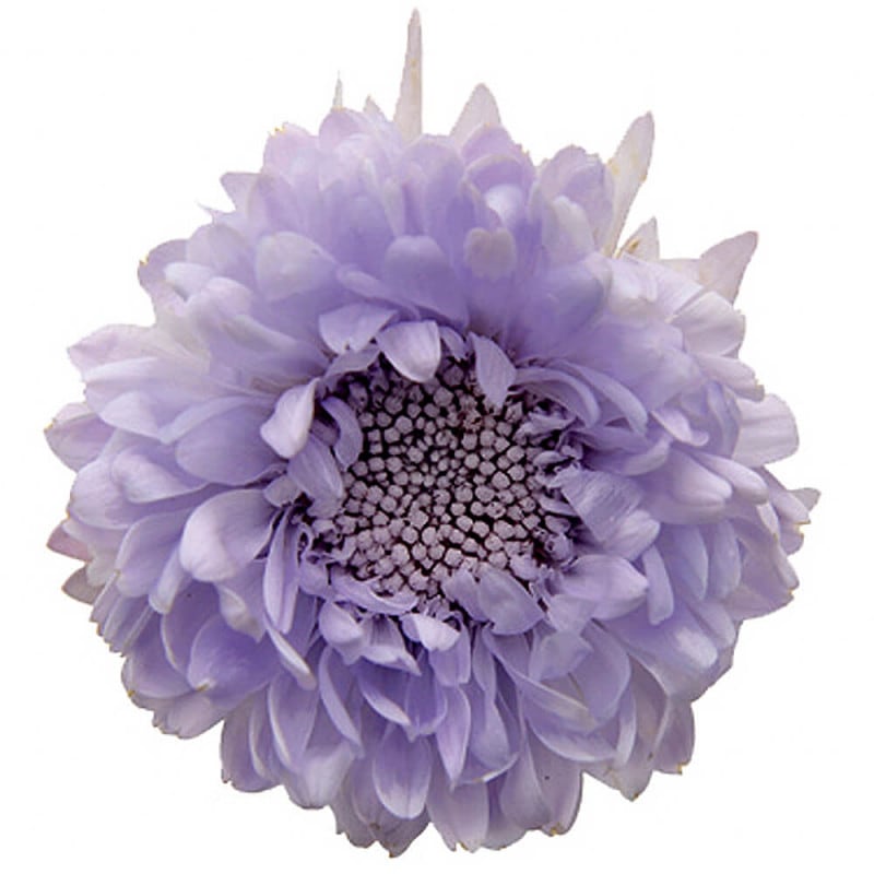 �������������եȥ饤��å���6�ء��ե����륨�С���FL000440-043�ڥץꥶ���֥ɥե���