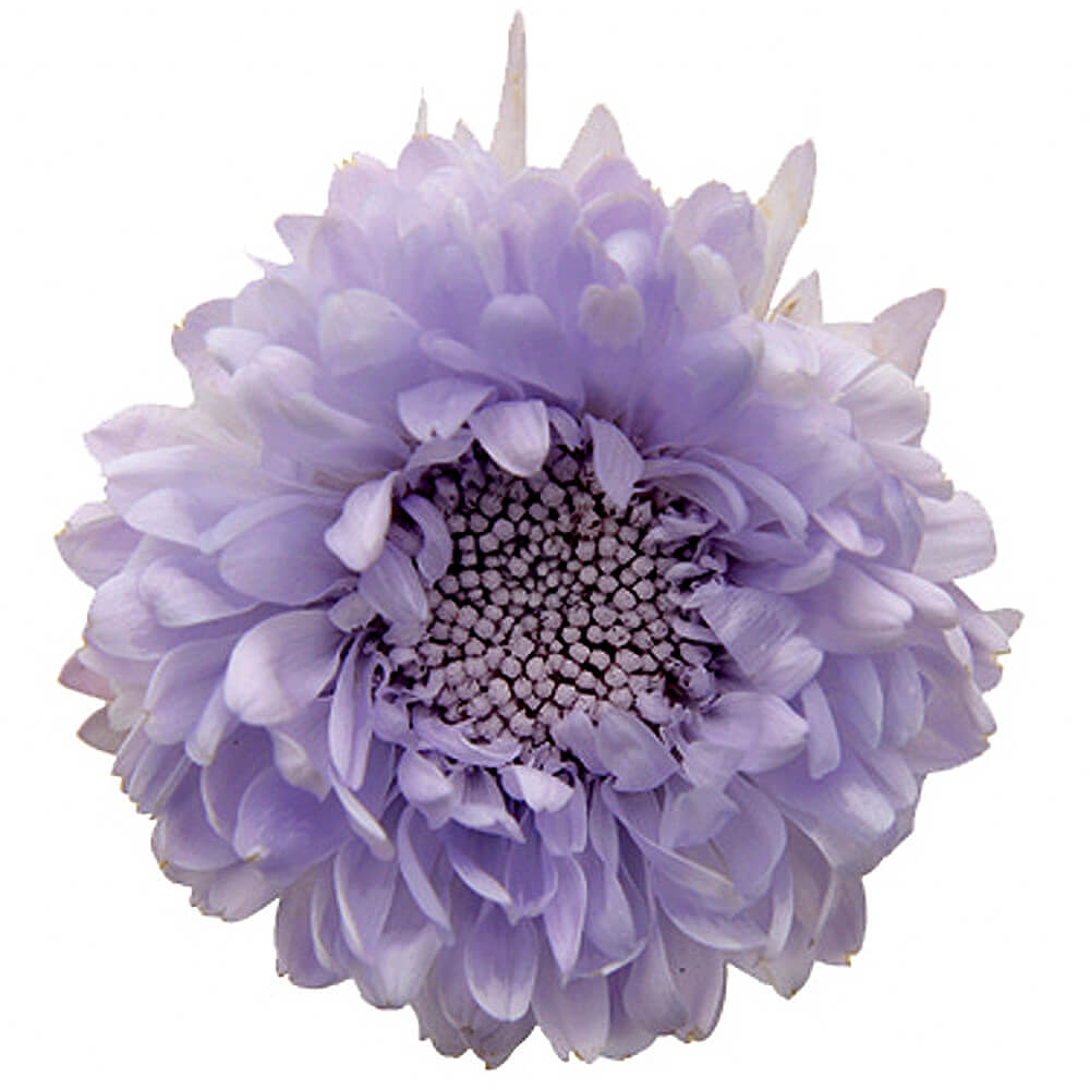 アスター ソフトライラック 6輪 フロールエバー Fl 043 プリザーブドフラワー 通販 Green Piece