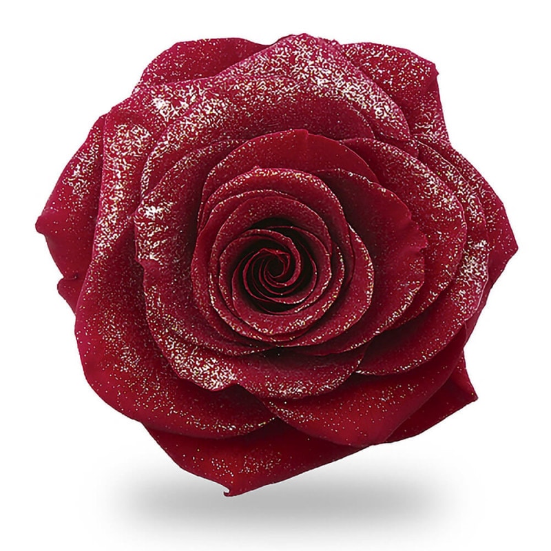 ��������ɥ��� ����ƥ�������å� 1�� ��������� DD001109-031�ڥץꥶ���֥ɥե���