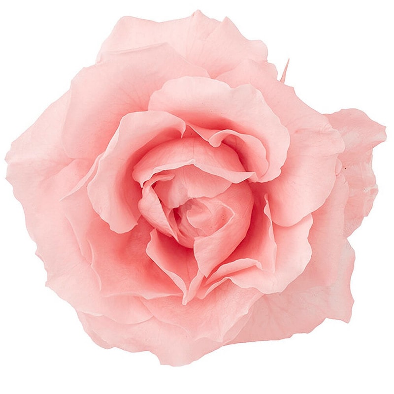 ラナンキュラス A-31841-4【造花】通販｜GREEN PIECE