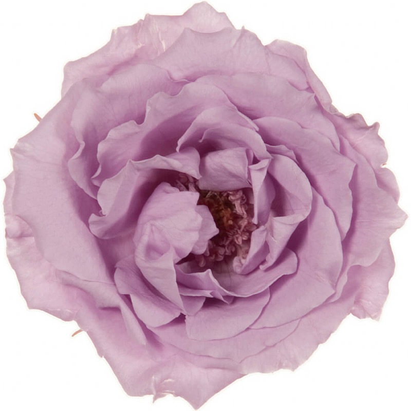 �ޥ���ꥫ���������������ȡ����������ȥ饤��å���6�ء��������ࡡDO001030-451�ڥץꥶ���֥ɥե���