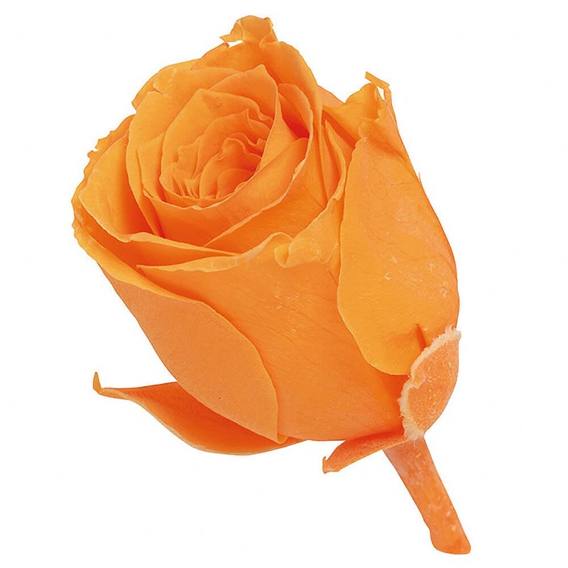 ビビアン ワインレッド 24輪 大地農園 DO002370-471【プリザーブド